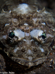 Baby crocdile fish by Beate Seiler 